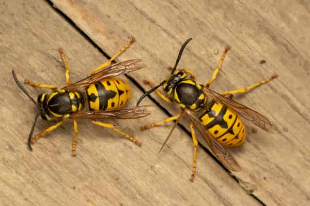 What's the Point of Wasps?