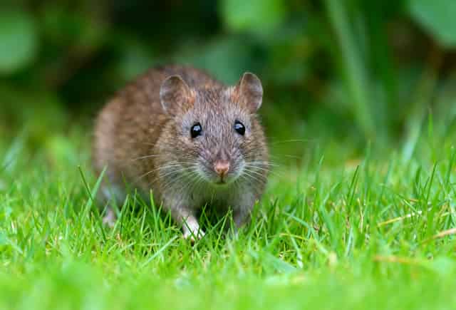 Rats in the UK: The Complete Guide to Spotting, Preventing, and Controlling Infestations