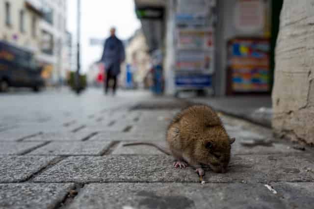 City Rats and Your Business: