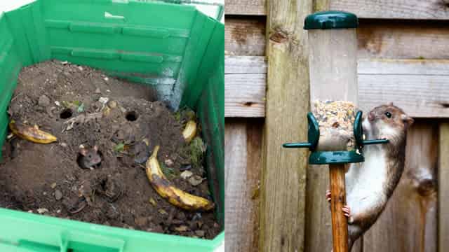 How to Stop Rats in Your Garden: Expert Tips from Protecta Pest Control