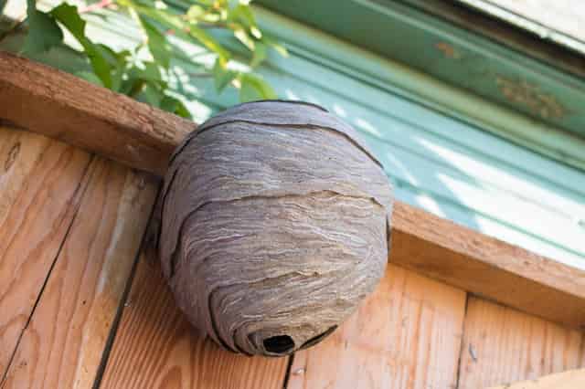 Chesterfield Wasp Nest Removal