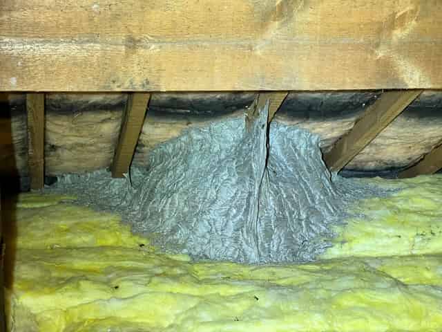 Wasp Nest Removal in Chesterfield | Protecta Pest Control