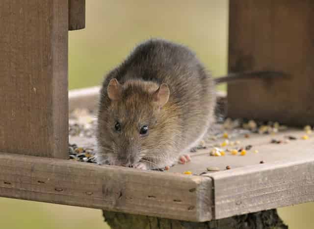 Rats in the Garden: Effective Identification, Treatment, and Prevention Methods