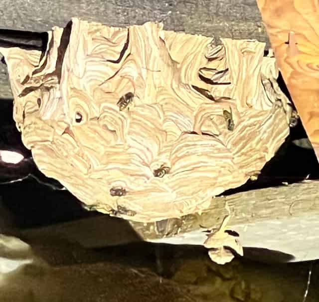 How to Get Rid of a Wasp Nest: Your Ultimate Guide