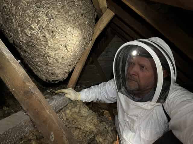 Wasp Nest Removal in Chesterfield: What I've Learned After Years of Doing This