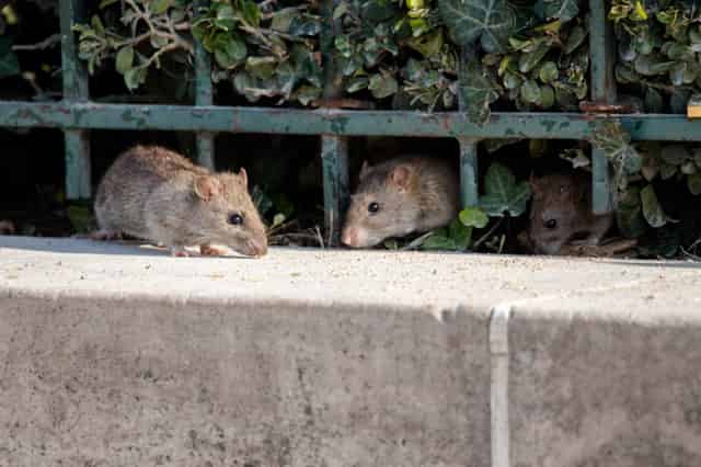 The Ultimate Guide to Rat Control: Elimination, Prevention, and Protecting Your Home