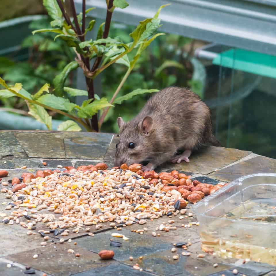 Why are Rats Attracted to Sheds and How to Eliminate Them