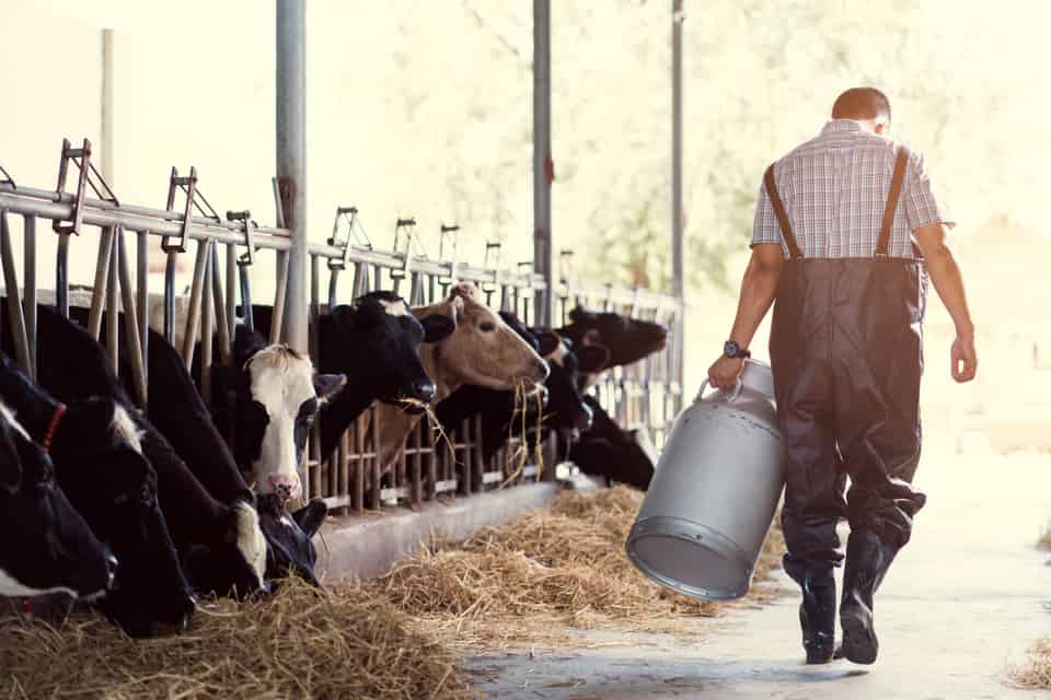 How to protect your farm against rats, mice, rabbits and other pests in Derbyshire