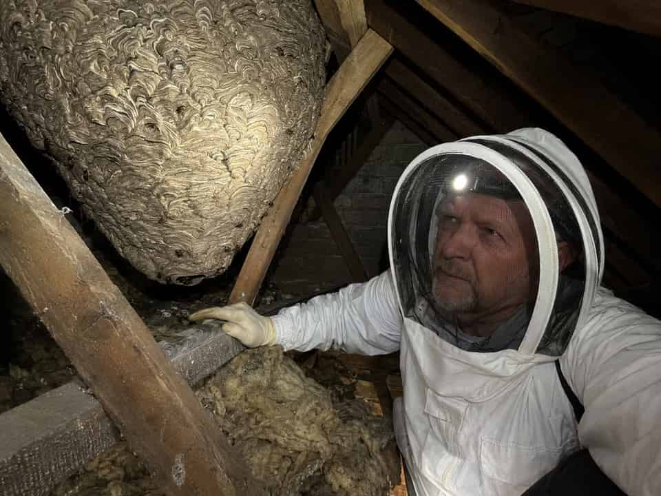 Wasp Nest Removal in Chesterfield: What I've Learned After Years of Doing This