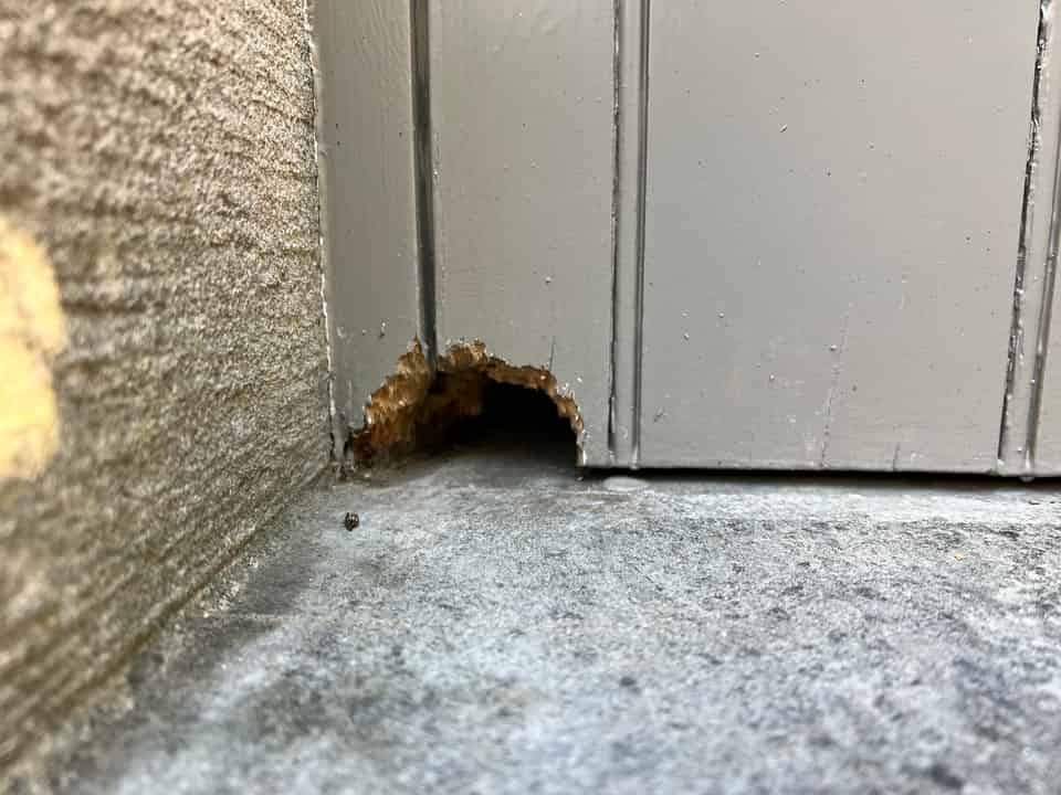 Effective Rat Control Solutions in and around Derbyshire and South Yorkshire | Protecta Pest Control