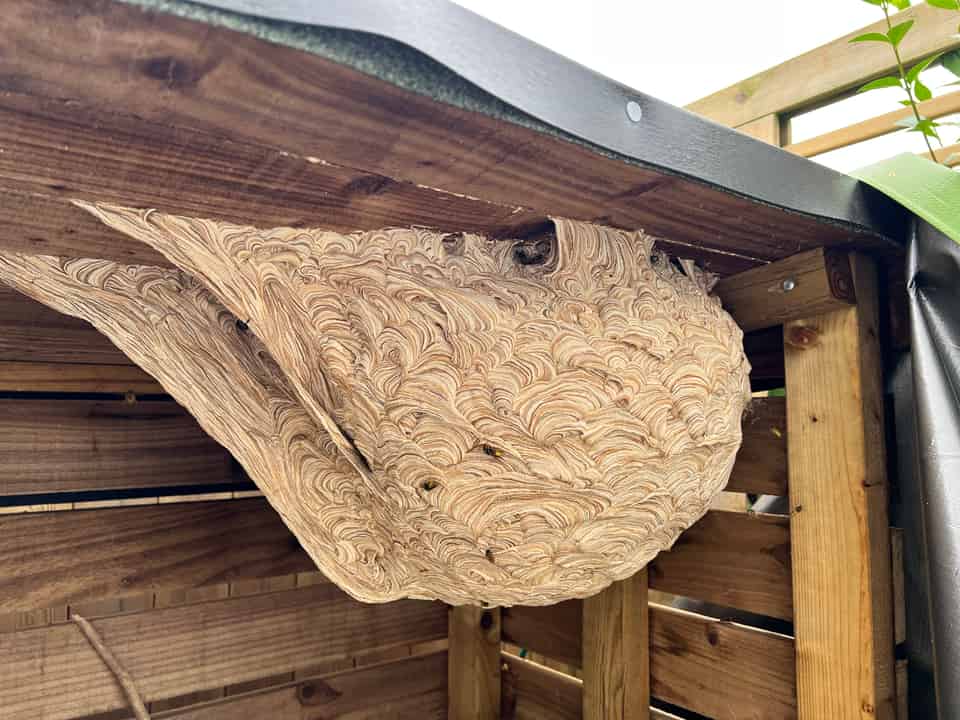 My Encounter with a Wasp Nest in the Log Store