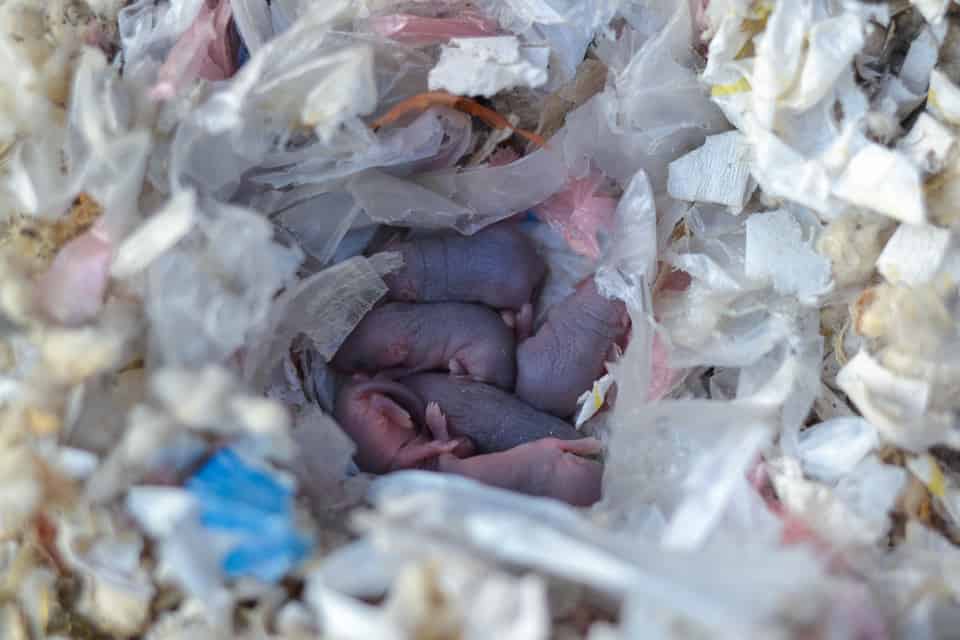 How to Deal with Rat Infestations: Tips for Safe and Effective Removal