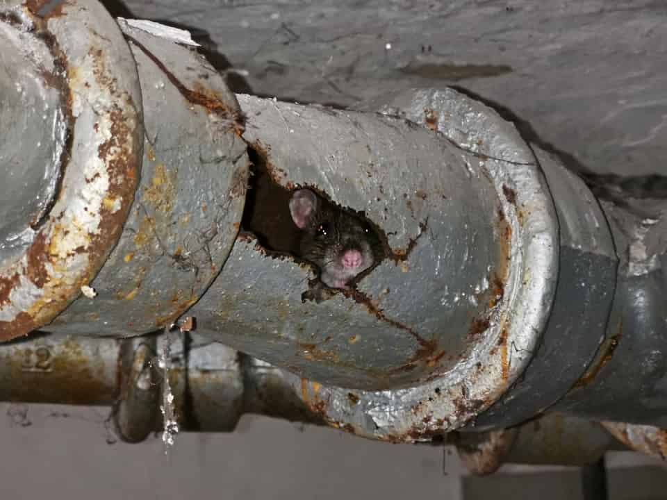 Understanding Neophobia in Rats: Implications for Effective Pest Control Strategies