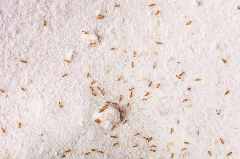 How to Get Rid of Booklice with Protecta Pest Control in Derbyshire and South Yorkshire